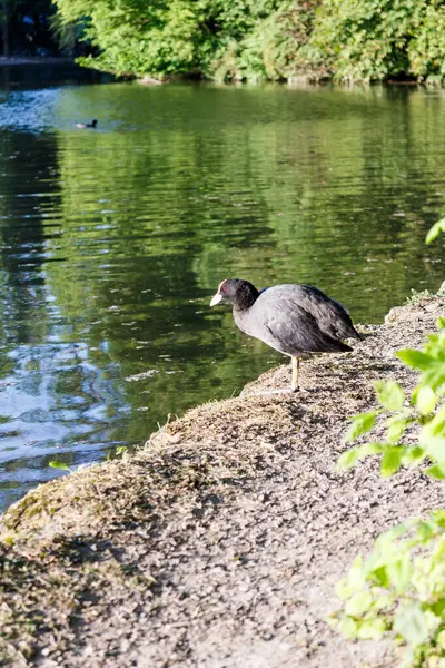 Einsamer Blässhühner Der Ufer Eines Sees Oder Flusses Steht Mit — Stockfoto