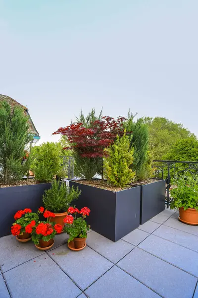 观赏性柏树和各种盆栽中放着五彩缤纷的红色天葵的庭院或露台上的漂亮景观 — 图库照片