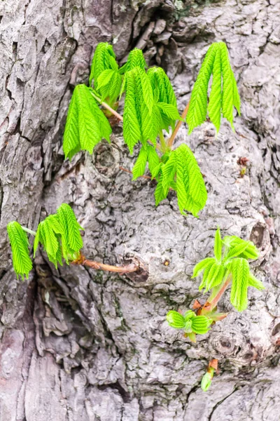 Листья Дереве Лесу — стоковое фото