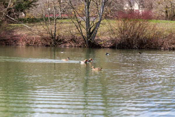 Enten Schwimmen Einem Ländlichen Teich Mit Weinenden Weiden Ufer Und — Stockfoto