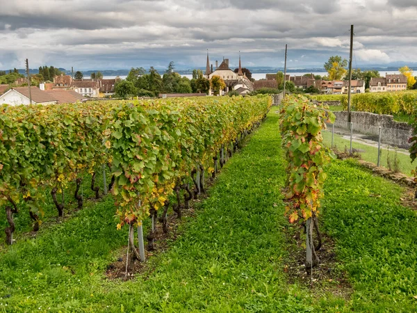 Vista Panorâmica Vinhas Verdes Frondosas Vinha Com Casas Aldeia Fundo — Fotografia de Stock