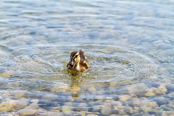 可爱的小鸭在池塘里游泳的侧视图 — 图库照片