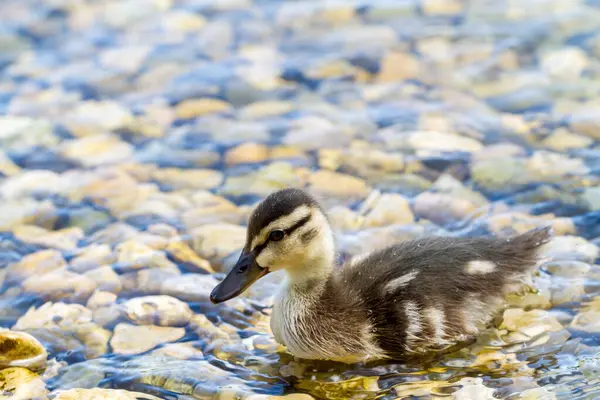 可爱的小鸭在池塘里游泳的侧视图 — 图库照片