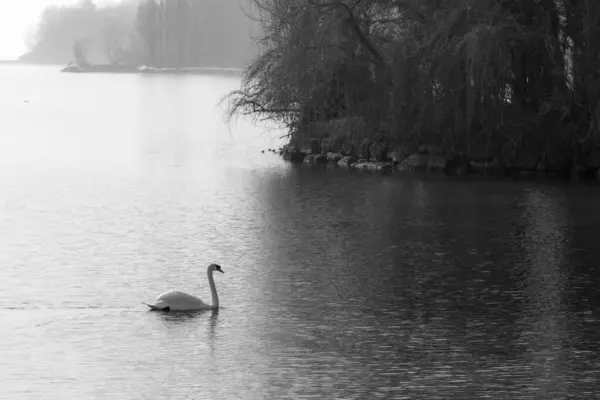 在寒冷 雾蒙蒙的灰蒙蒙的日子里 一只天鹅在冬日的湖面上游泳 水面上倒影 — 图库照片