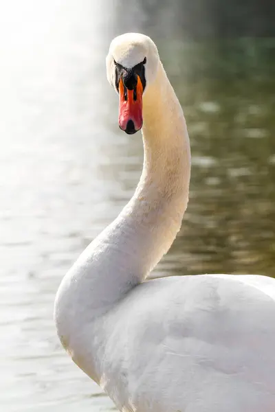 背景为湖泊的白天鹅的肖像 — 图库照片