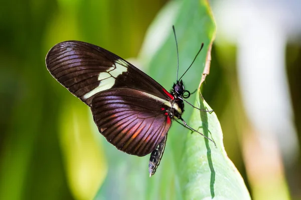 다채로운 나비의 — 스톡 사진