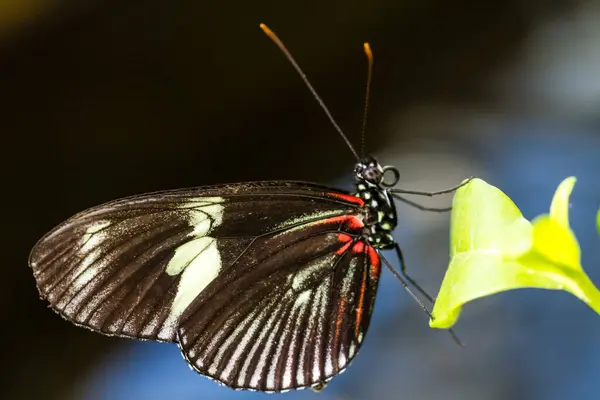 Macro Vue Papillon Coloré Sucer Nectar Fleur Fleurs — Photo