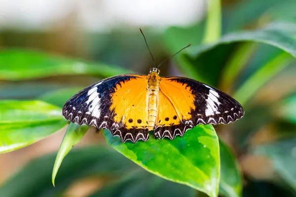 Macro View Colorful Butterfly Sucking Nectar Blooming Flower — Stock Photo, Image