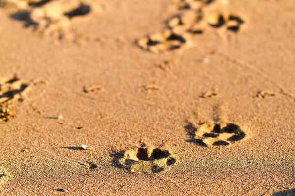 砂の中の犬の足のプリント ストック写真