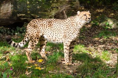 Çita, güneş ışığında bir hayvanat bahçesinin etrafında dikiliyor ya da bir şeyi çerçevesiz seyrediyor.
