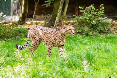 Çita, güneş ışığında bir hayvanat bahçesinin etrafında dikiliyor ya da bir şeyi çerçevesiz seyrediyor.