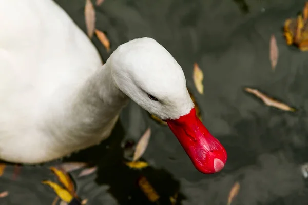 从头顶俯瞰一只红白鸭的近景 它在水里漂浮着秋天的叶子 — 图库照片