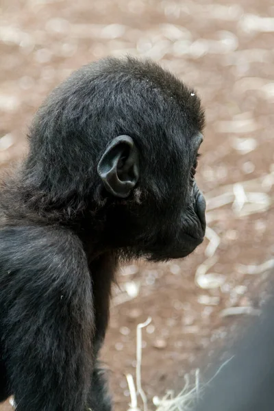 Side Portrait Baby Gorilla Outdoors — Stock Photo, Image