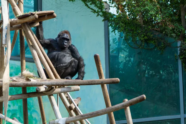 Pleine Longueur Gorille Unique Accroupi Sur Structure Escalade Bois Dans — Photo