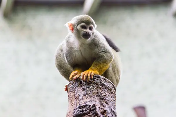 다람쥐 원숭이의 새로운 조명과 동물원 서식지에서 줄무늬의 상단에 Crouching — 스톡 사진