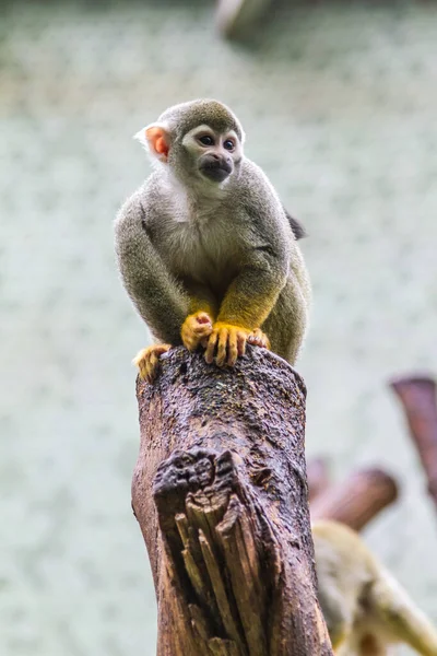 다람쥐 원숭이의 새로운 조명과 동물원 서식지에서 줄무늬의 상단에 Crouching — 스톡 사진