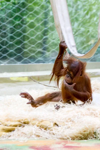 Orang Outan Captivité Dans Zoo Assis Sur Paille Long Côté — Photo