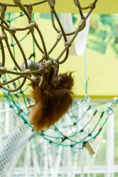 Orangután Cautiverio Zoológico Sentado Paja Junto Lado Malla Alambre Recinto — Foto de Stock