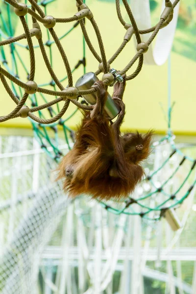 Orangutan Zajetí Zoologické Zahradě Sedící Slámě Vedle Drátěné Pletivo Rukou — Stock fotografie