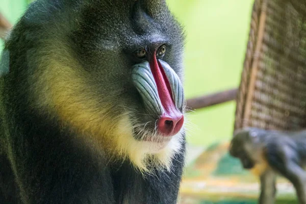 Extrémní Zblízka Tváře Mužské Mandrill Old World Primát Opice Barevnými — Stock fotografie