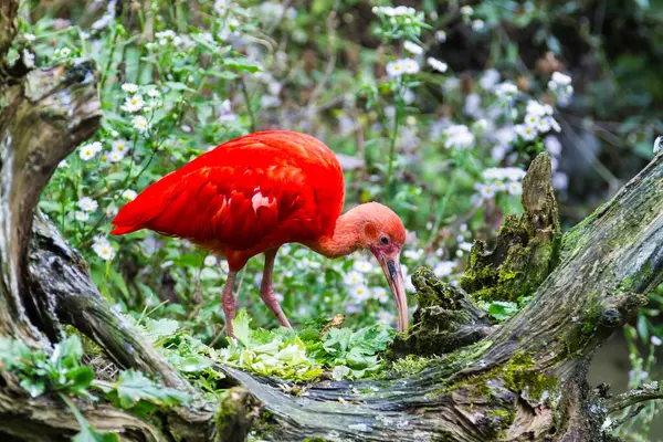 Exotischer Roter Vogel Frisst Alten Baum — Stockfoto
