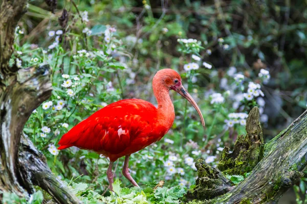 Egzotyczne Czerwone Ptaki Żywiące Się Starym Drzewem — Zdjęcie stockowe