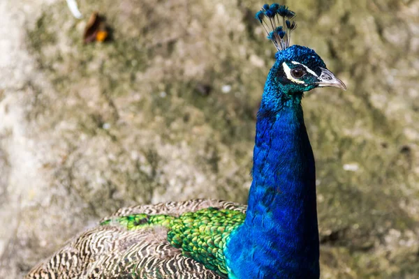 Peacock Closed Wings Grass — Stock Photo, Image