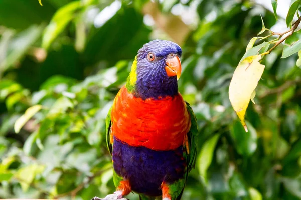 Arco Íris Pássaro Papagaio Colorido Zoológico — Fotografia de Stock