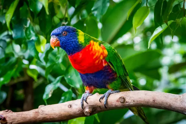Веселка Барвистий Папуга Птах Зоопарку — стокове фото