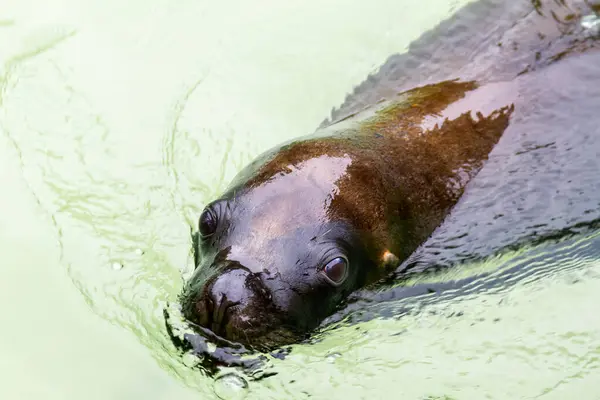 Close up head shot of a seal swimming through fresh clear water outdoors