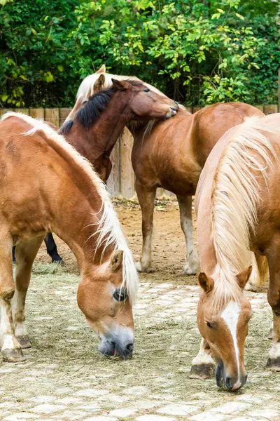Cavalos Castanhos Pastando Pátio Paralelepípedos — Fotografia de Stock