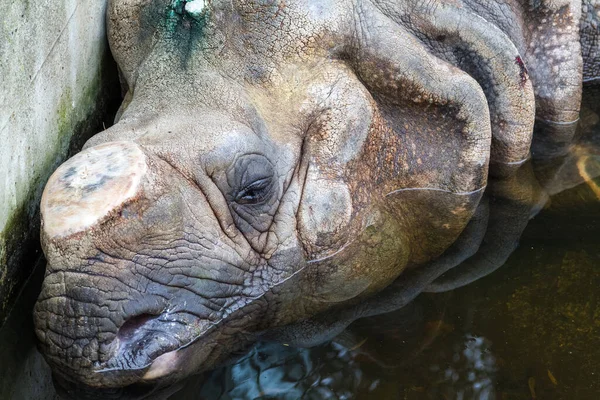 Портрет Носорога Спящего Воде Отрезанным Рогом — стоковое фото