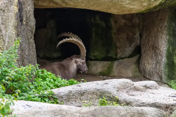 岩の洞窟で長く角を付けられた野生のヤギ — ストック写真
