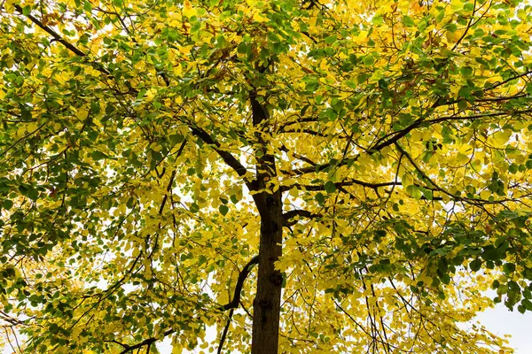 Bild Von Einigen Wunderschönen Bäumen Der Natur — Stockfoto