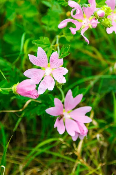 Nahaufnahme Einer Besonders Bunten Blume — Stockfoto