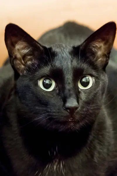 黑猫脸的近视 毛茸茸的皮毛和大大的黄眼睛朝上凝视着相机 — 图库照片