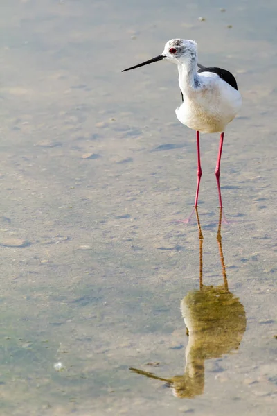 Długonogi Ptak Brodzący Odbija Się Płytkim Jeziorze Lub Wodzie — Zdjęcie stockowe