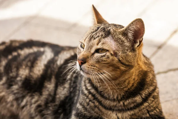 Retrato Gato Buscando Comida — Foto de Stock