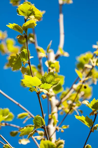 Knospende Blätter Auf Der Pflanze Frühling Mit Blauem Himmel Hintergrund — Stockfoto