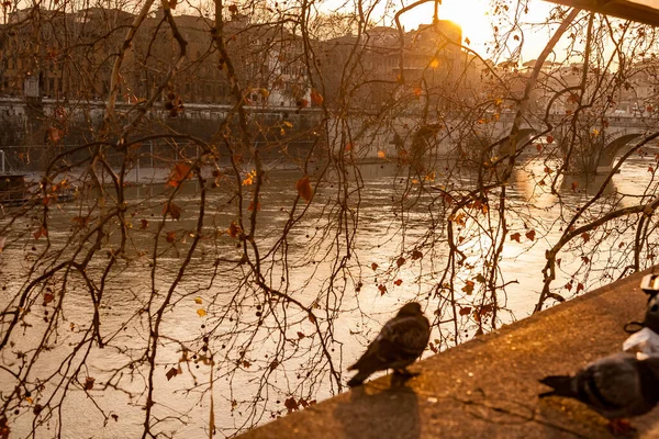 日落时分 意大利罗马提伯河畔的鸟儿 — 图库照片