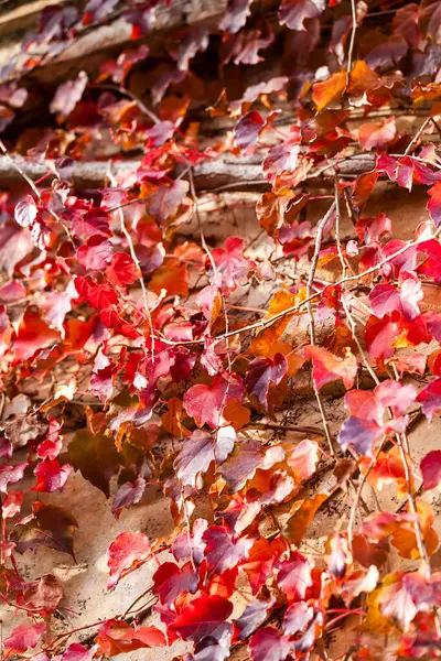 Bir Binanın Dış Tarafında Sonbahar Yapraklarıyla Sarmaşıklara Tırmanmak — Stok fotoğraf