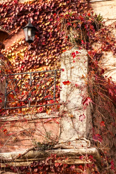 用秋天的叶子爬上建筑物外的藤蔓 — 图库照片