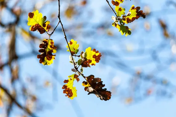 Sonbahar Yaprakları Dallar Üzerinde Mavi Gökyüzüne Karşı — Stok fotoğraf