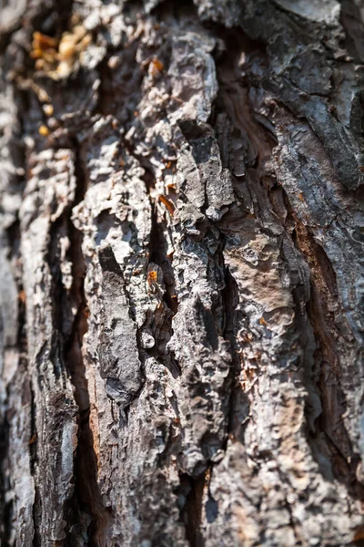 Pine Aging Cortex Gammal Bark Träd Textur Detalj — Stockfoto