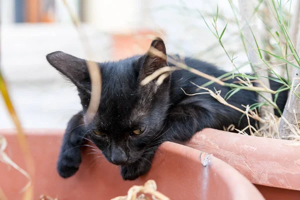黑猫坐在陶罐里的家居植物里 — 图库照片