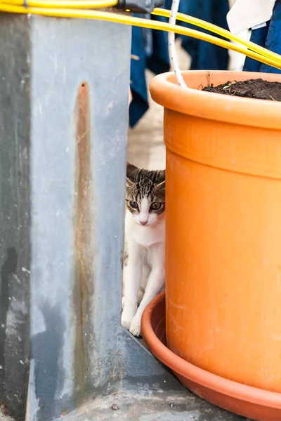 猫猫在兵马俑壶旁 — 图库照片