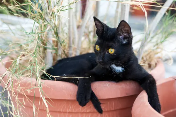 Lindo Gato Negro Mirando Frente Con Gran Ojo Brillante — Foto de Stock