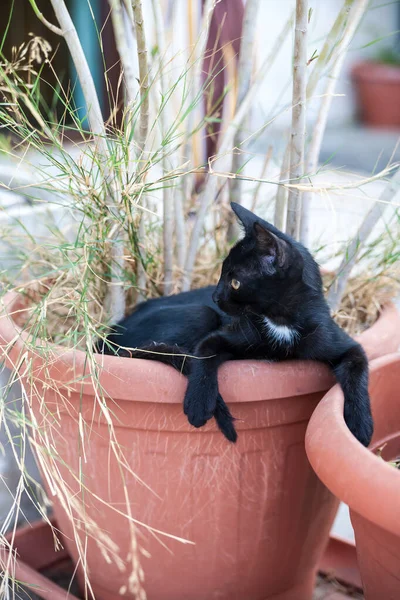 Gato Negro Sentado Planta Interior Maceta Terracota — Foto de Stock