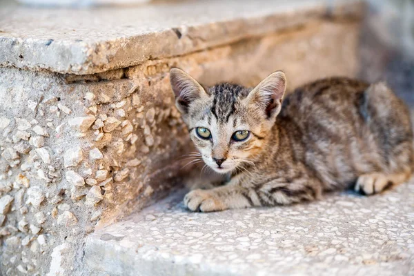Schattig Klein Tabby Kat Kitten Liggend Een Stenen Trede — Stockfoto