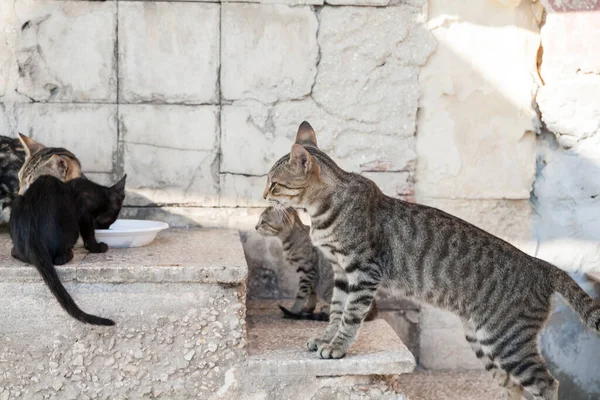 不同种类的猫和猫在石阶上 白天在室外用白碗吃饭 — 图库照片